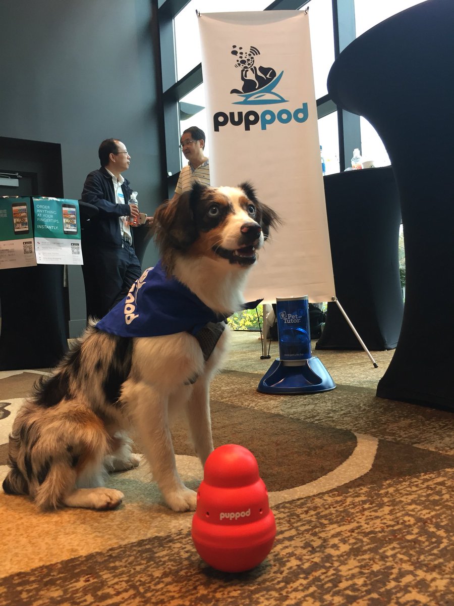 PupPod's tweet photo. Ollie playing #PupPod at the #seattlebiztechsummit. https://t.co/FeLnyoWav3