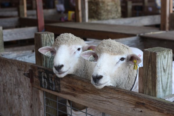 SonRanto's tweet photo. #DoubleEwe Shutout!!! https://t.co/0ymY8CDyal