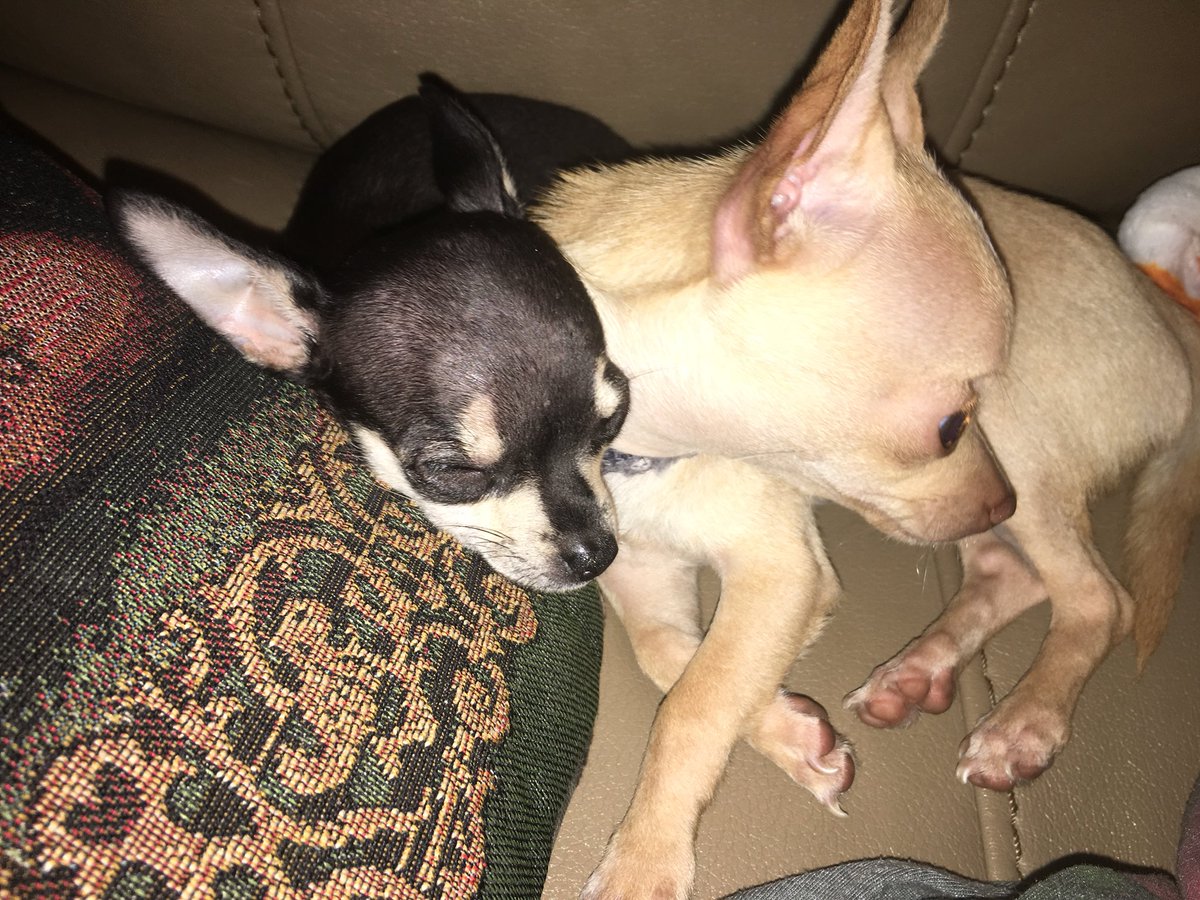 taquitoelcabron's tweet image. i love cuddling with frida 🖤 also... YA MERO ES OCTUBRE!!!!!!!!!