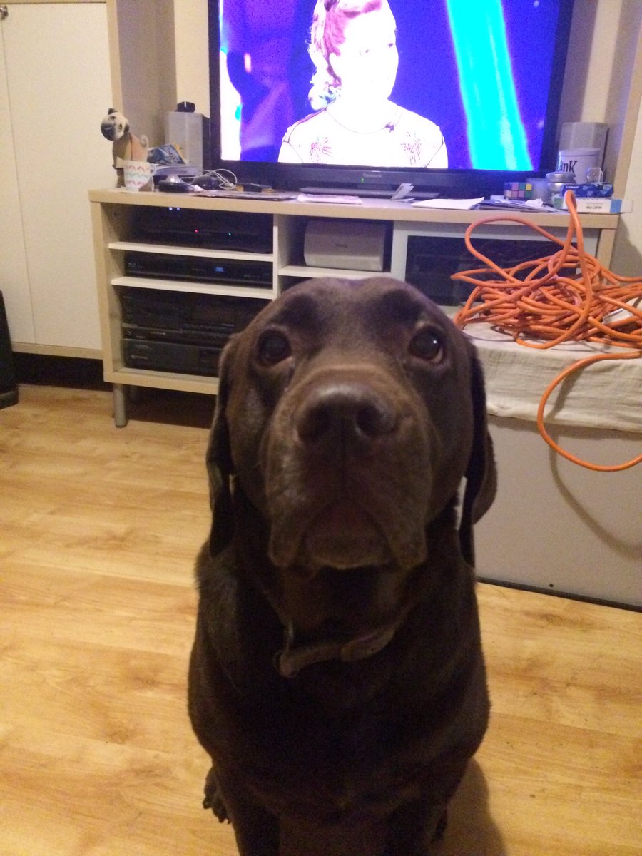 alfie_chocolab's tweet photo. I know I've had my dinner, but I'm going to sit here and watch you eat yours in case you need any help eating it #Labrador #curedog #doglife https://t.co/354FfcyDfv