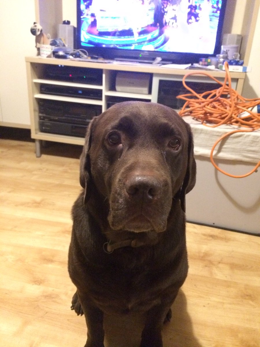 alfie_chocolab's tweet photo. I know I've had my dinner, but I'm going to sit here and watch you eat yours in case you need any help eating it #Labrador #curedog #doglife https://t.co/354FfcyDfv