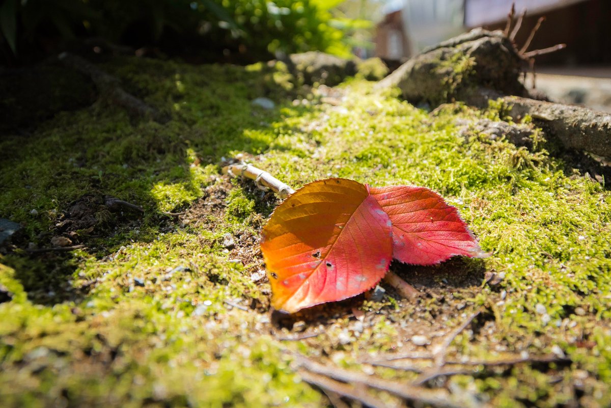ট ইট র 黒門茶屋 写真は桜の葉 春は桜のトンネルで訪れる人を魅了する杉の馬場では最近秋色を纏った桜の落ち葉をあちらこちらで見かけます それでは本日もよろしくお願いいたします 黒門茶屋 福岡県 朝倉市 秋月 秋月城跡 杉の馬場 桜 落ち葉