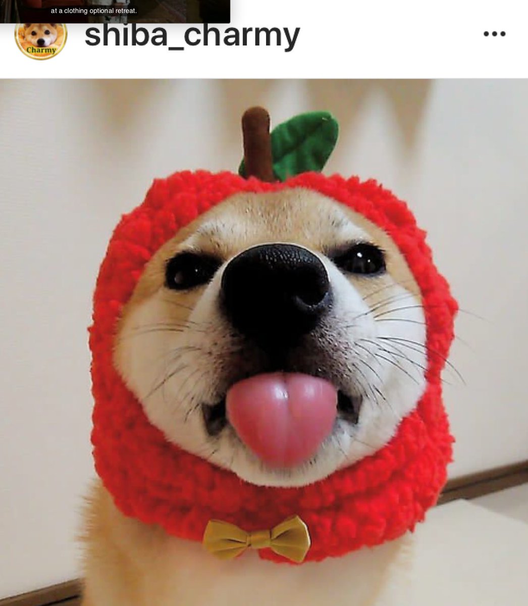 RGSInu's tweet image. .@myleftfang I LOVE YOU OLLIE🍎
#AmIAGoodBoy