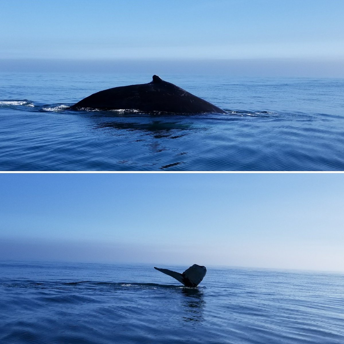 ejefoster's tweet image. #brierislandnovascotoia . Love whales