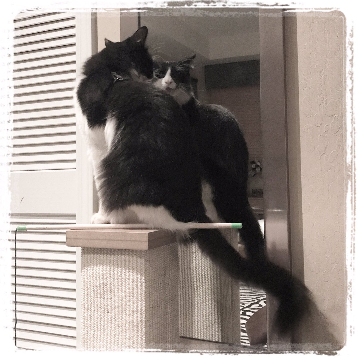 mavericktux's tweet photo. Conversation with my reflection πΉ #catmodel #catreflection #mirrorshot #acatslife #mygreatcat #tuxedocat #catsoftwitter https://t.co/HPXpD3m1OQ