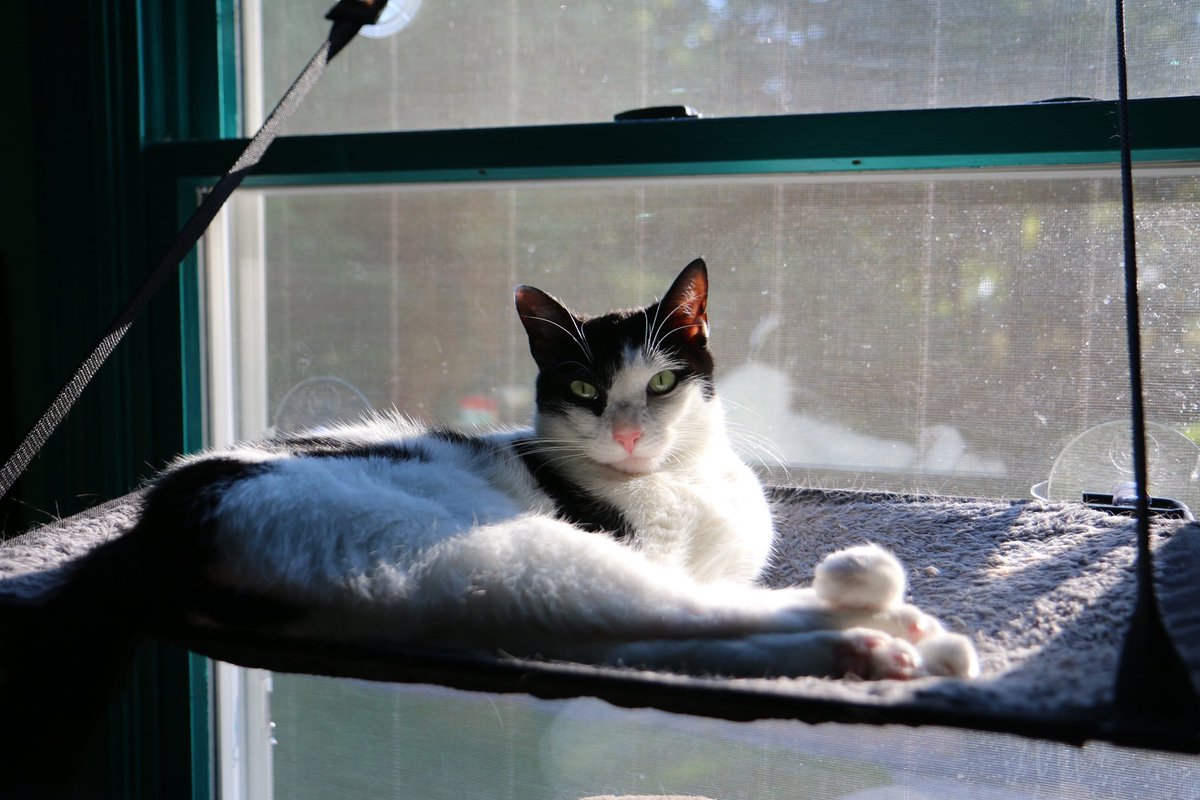 Mimicking Twitter: the place where your cat will be drawn Mimicking Twitter: the place where your cat will be drawn