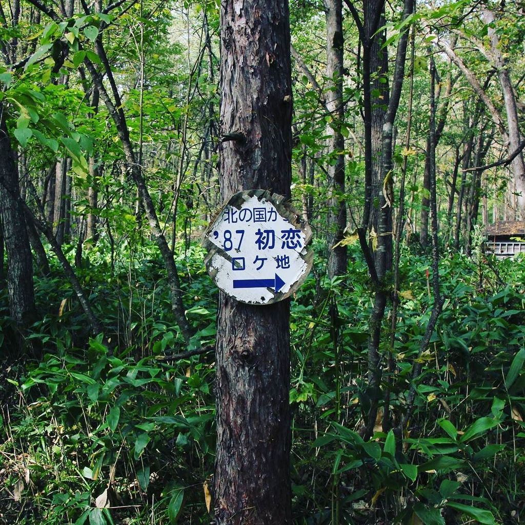 tapioca03's tweet photo. ほんと山の中の大自然🌳🌲🌳🌲 #北海道 #Jal #どこかにマイル #秘湯 #温泉 #北の国から #帯広 #ドライブ #富良野 #バックパッカー #hokkaido #japan #japanese #onsen #hotspr… https://t.co/AaVvtJdp1n https://t.co/CBcjmWEYBt