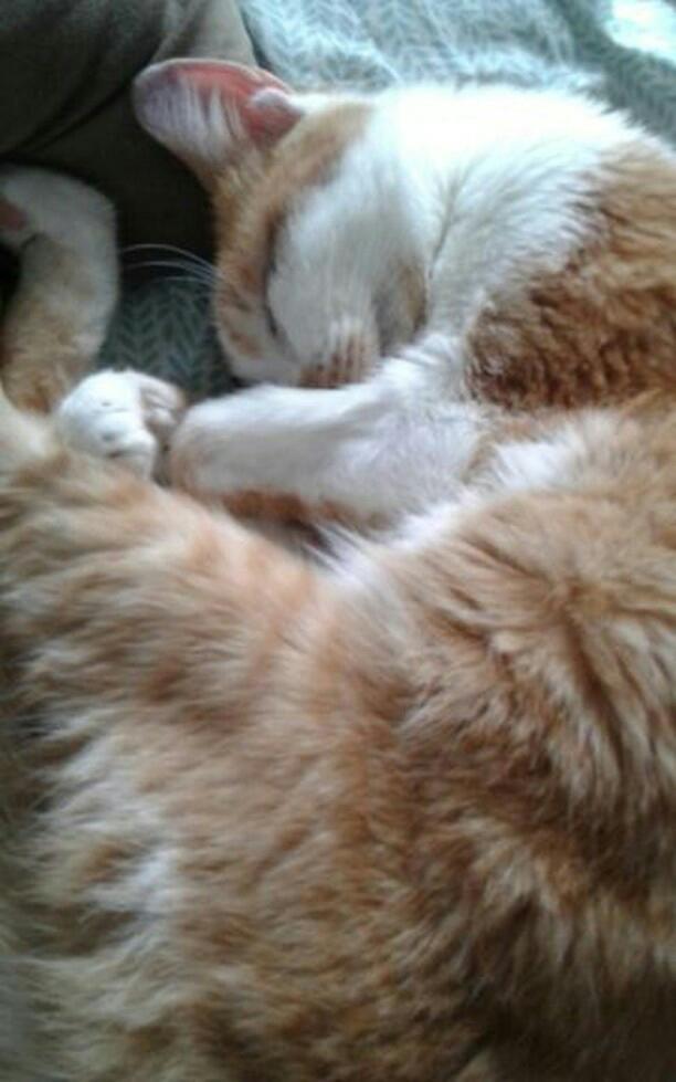 southprincesaa's tweet photo. enjoy these pictures of ginger sleeping. https://t.co/FIq9Md980Z