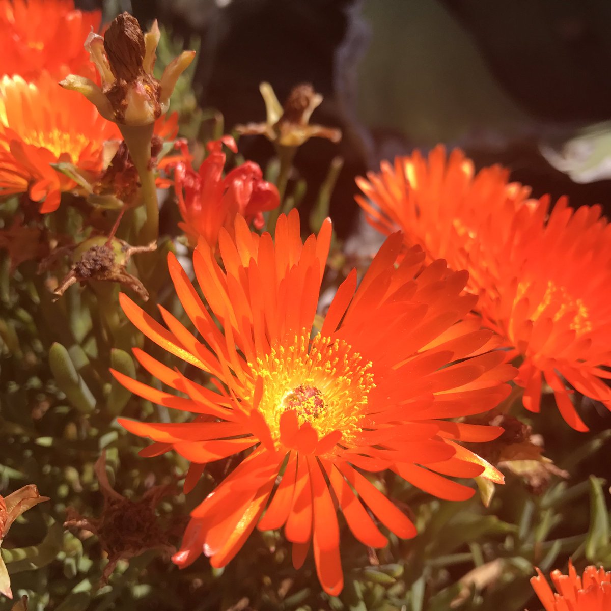 lionswish's tweet photo. Beauty at @BotGardensSA today https://t.co/EH6n5gSMkK