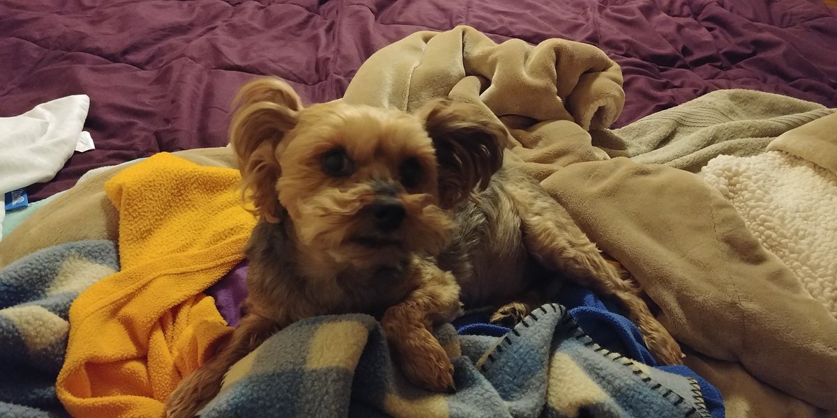 wittybyrd's tweet photo. The look when I tell him there is a bath in his future (before he takes off to hide) https://t.co/rG2uDROg0z