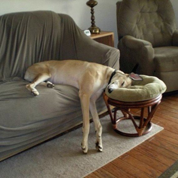 PhilosophyofDog's tweet photo. Time for bed ❤️ #Goodnight  #DogsofTwitter #Dogs #Dog #Dogmom #Dogdad https://t.co/rCbGpfZ2RF
