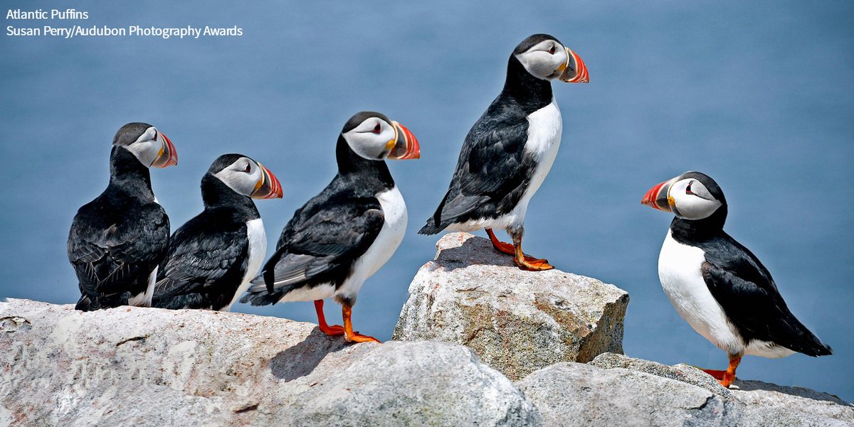 audubonsociety's tweet photo. Though they still face threat from predation, Maine's Atlantic Puffins had a good nesting season this year. https://t.co/M3DXqNTRyG https://t.co/eDthpsB7Sf