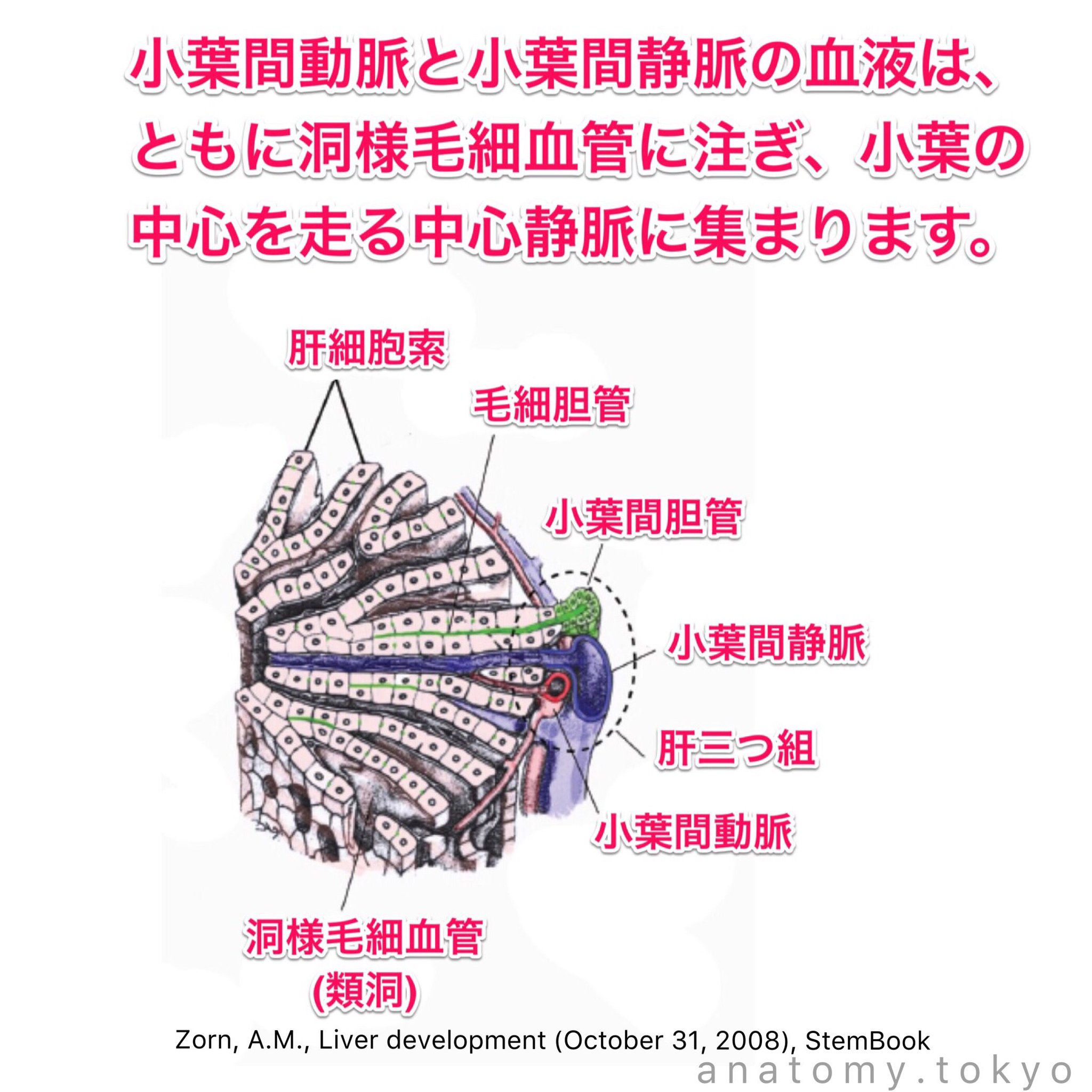 【解剖学】合格応援マン on Twitter "小葉間動脈と小葉間静脈の血液は、ともに内腔の広い ( ) に注ぎ肝