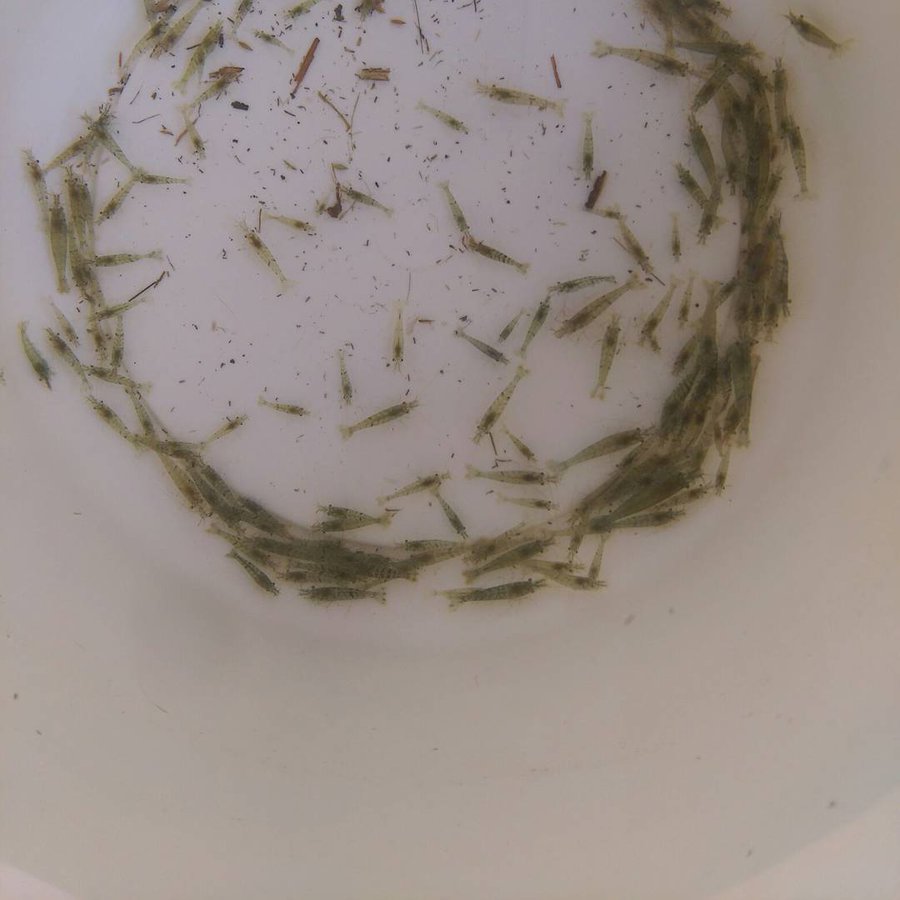 ミナミヌマエビが白くなってしまったのは寄生虫のせいかもしれない ミナミヌマエビの生態