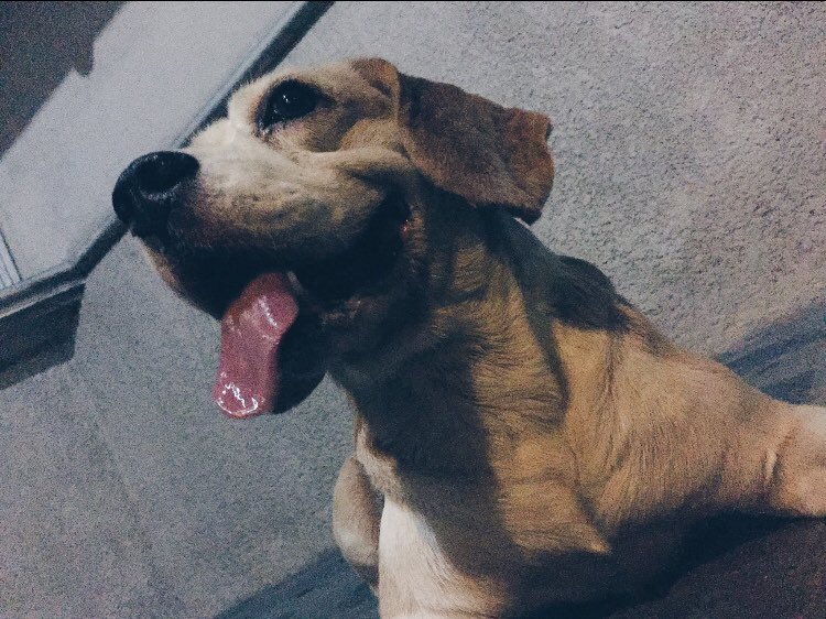 jaydulatre's tweet photo. “Once you have had a wonderful dog, a life without one, is a life diminished.” Wish I could’ve been a better owner. I’ll miss u buddy 😞 https://t.co/wgXE5DTWlY