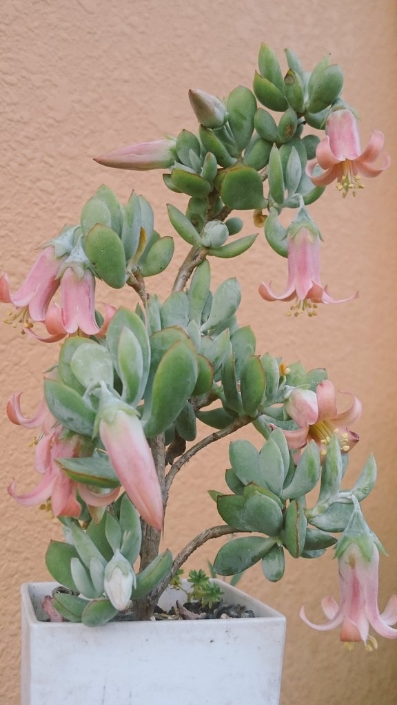 Hana Ayako0928 ティンカーベルっていう多肉さんなんですね お花が可愛い過ぎますね Twitter