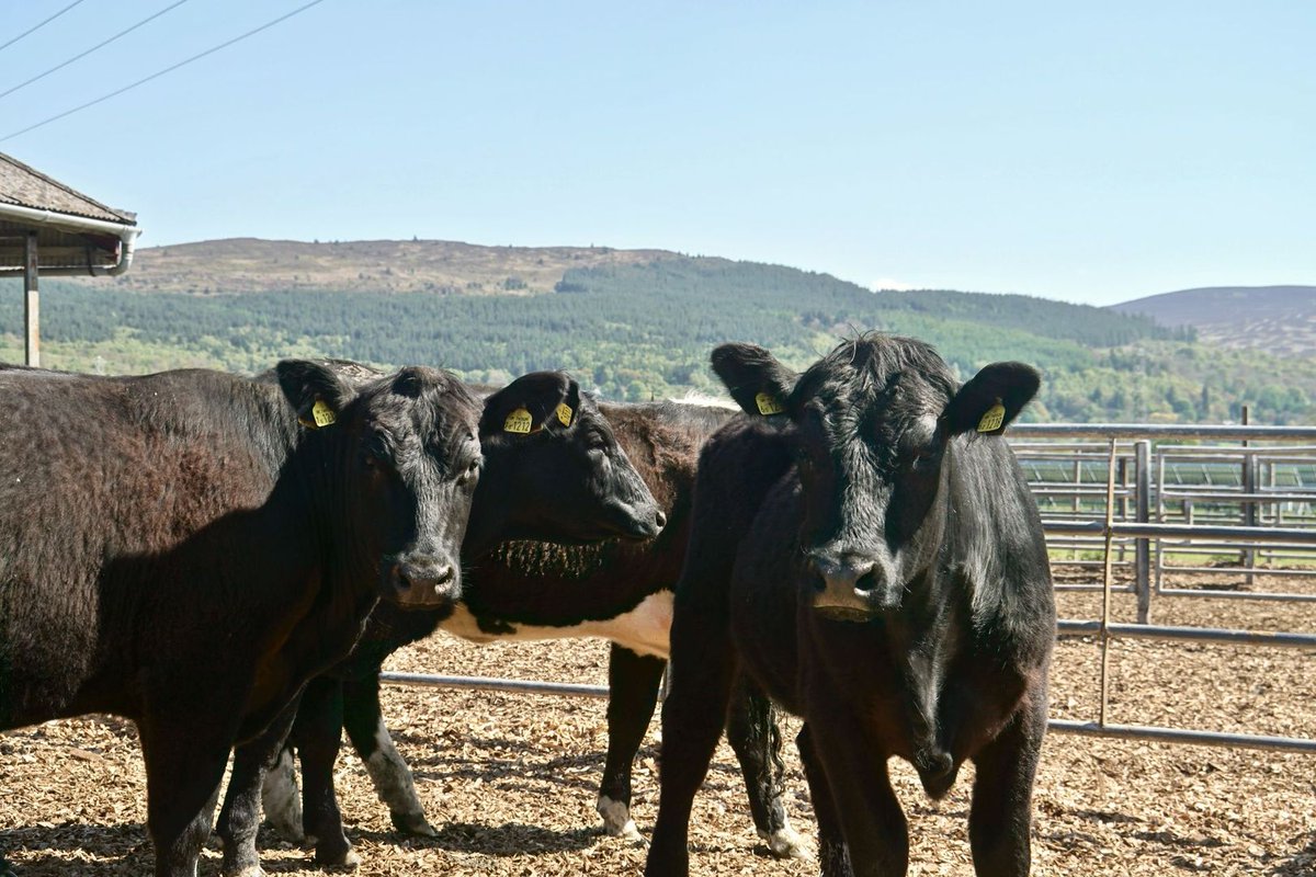 We are proud that all our beef is organic and sourced from @Rhug_FarmShop #organic #belsizepark