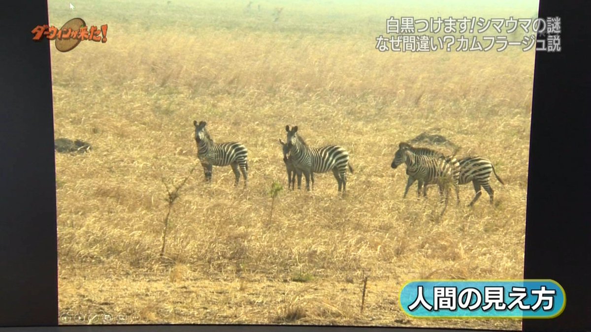 シマウマのしま模様は 肉食動物に対するカムフラージュ は誤りだった 最新のしま模様の有力説とは ダーウィンが来た Togetter シマウマのしま模様は 肉食動物に対するカムフラージュ は誤りだった 最新のしま模様の有力説とは ダーウィンが来た Togetter