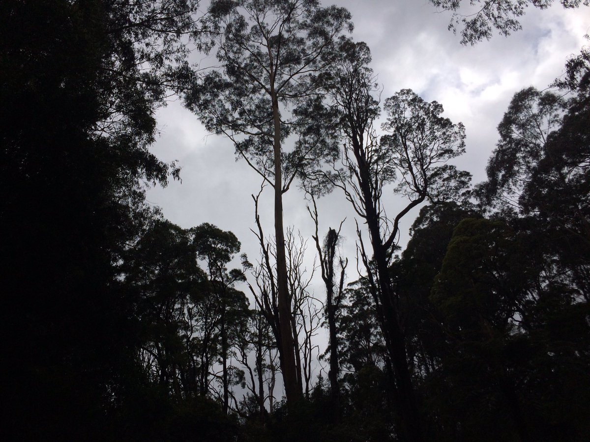 KatherineBH's tweet photo. A day out in the #Dandenongs is always amazing! #1000steps #wandervictoria https://t.co/hT33HXQrQS