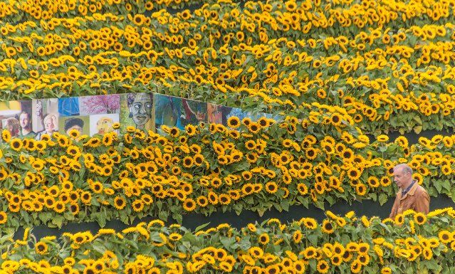 TuvaIdekiSanat's tweet photo. Sunflower Maze Van Gogh Museum Amsterdam https://t.co/QF6yT9GTPD