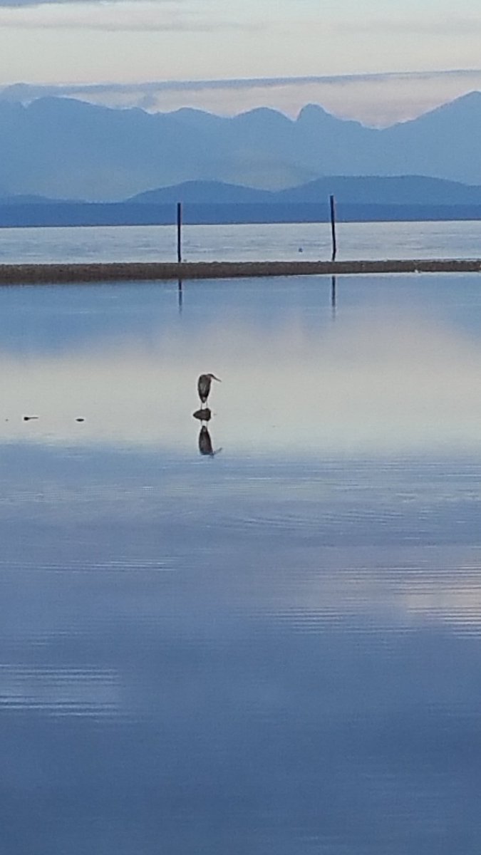 erinflypca's tweet photo. Saratoga sunset, #explorebc #campbellriver https://t.co/NGNACcnkjP