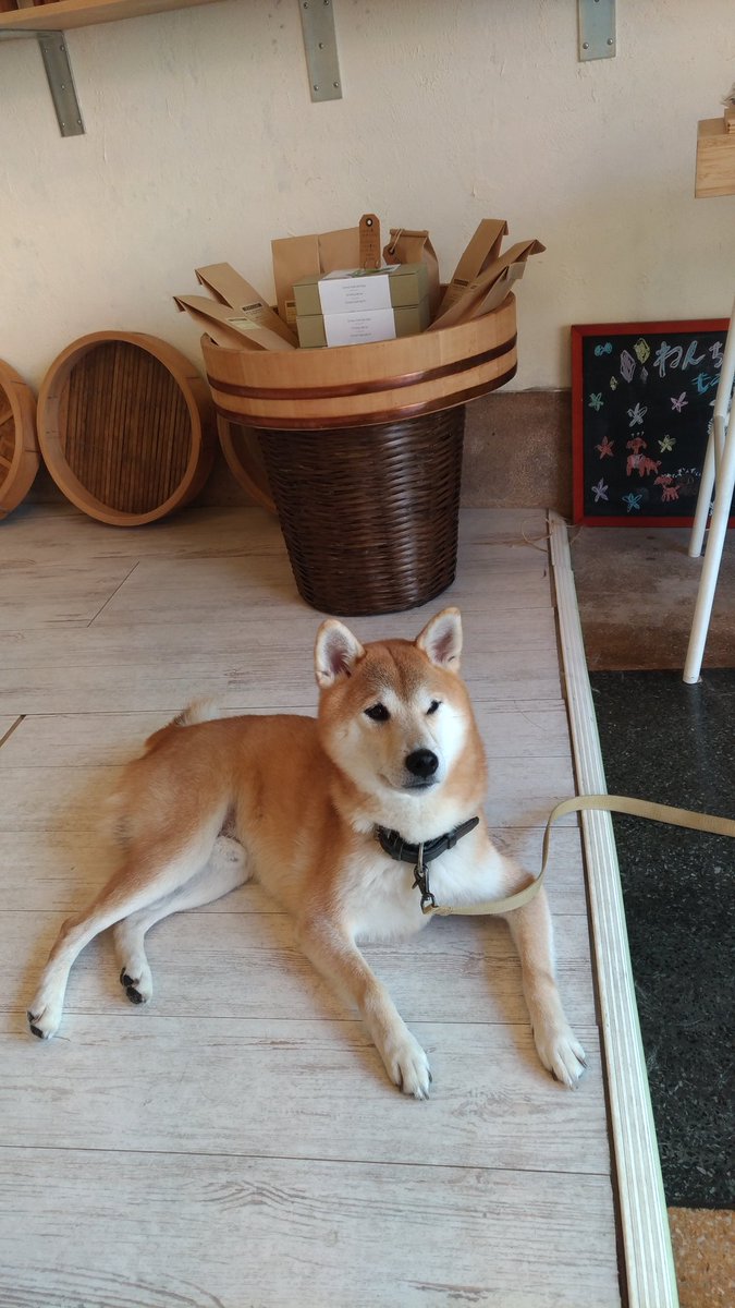 浅草samurai Kart 公式 Twitter પર こんにちは 浅草サムライカートです 店舗近くのfuji Cafeさんに来てみました 看板犬のだいずちゃんがお迎えしてくれます かわいい Asakusa 浅草 浅草サムライカート 柴犬 Fujicafe