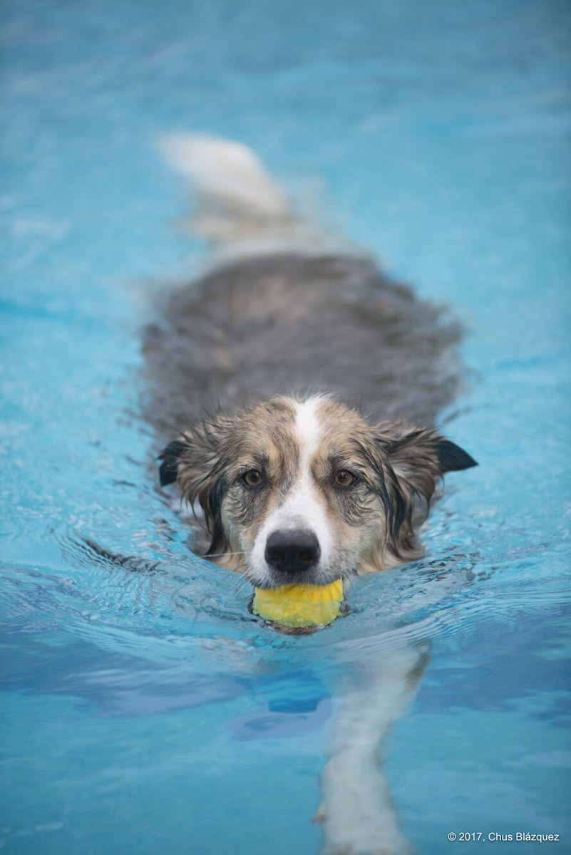 ChusBlazquezPH's tweet photo. En ocasiones, también, perretes. #perro #perros #can #dog #adoptaunperro #piscina #alaguapatas2017 #doganzo https://t.co/fPHEF7tH09