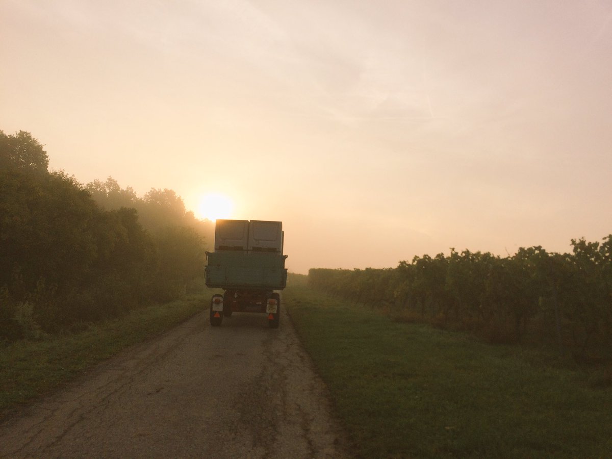 Auf dem morgendlichen Weg die letzte Fuhre einzuholen #Weinlese #franken #frankenwein