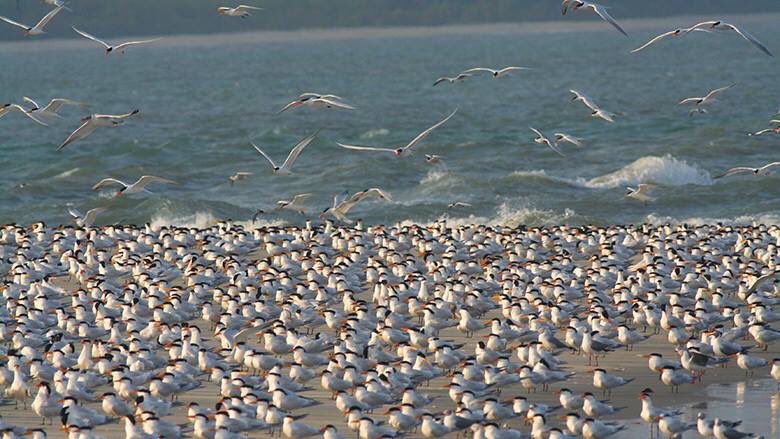 RuDuBarros's tweet photo. Guinea-Bissau home to approximately more than 2% of the world population of Pelican
white; https://t.co/Ix1EXD5G1J