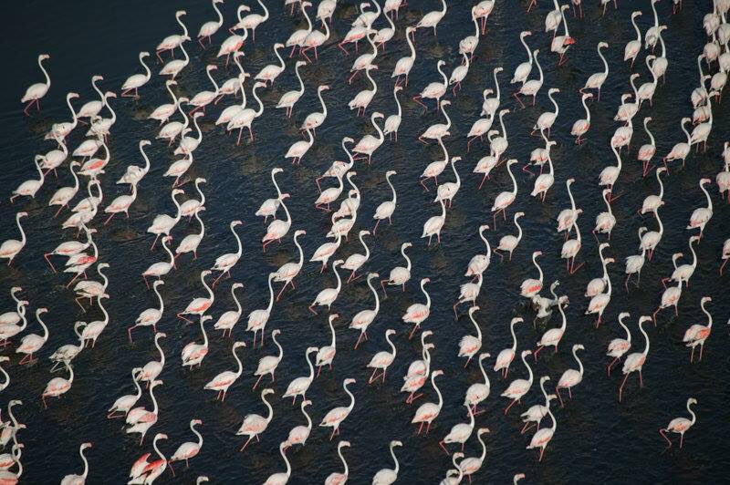 RuDuBarros's tweet photo. Guinea-Bissau home to approximately more than 2% of the world population of Pelican
white; https://t.co/Ix1EXD5G1J