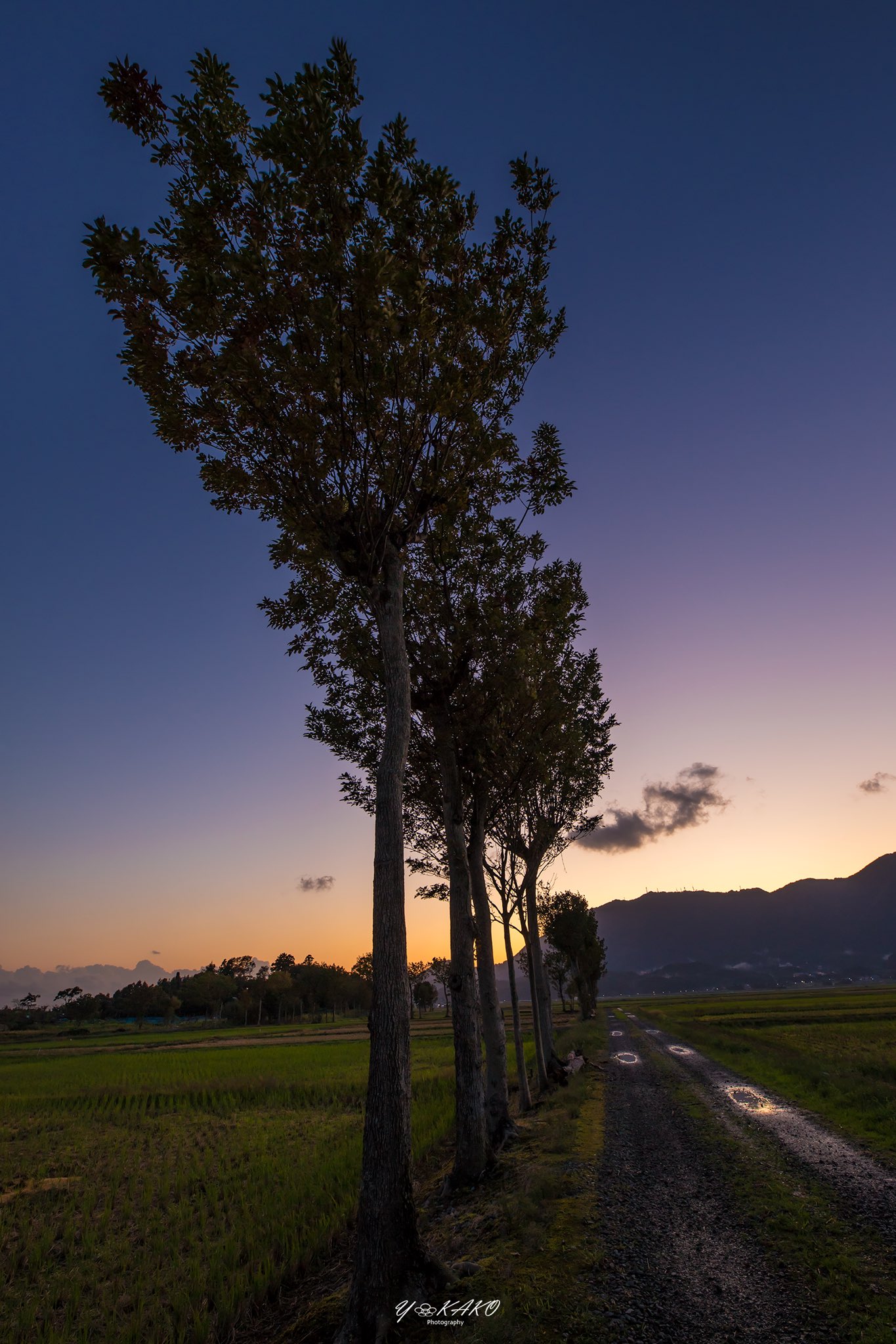 Y Kako 夏井のハザ木と田園の夕景 米所新潟では古来 この並木を利用して刈り取った稲を並べ天日に干していたそうです 夏井のハザ木 夏井のはざ木 新潟県 新潟市 西蒲 夏井