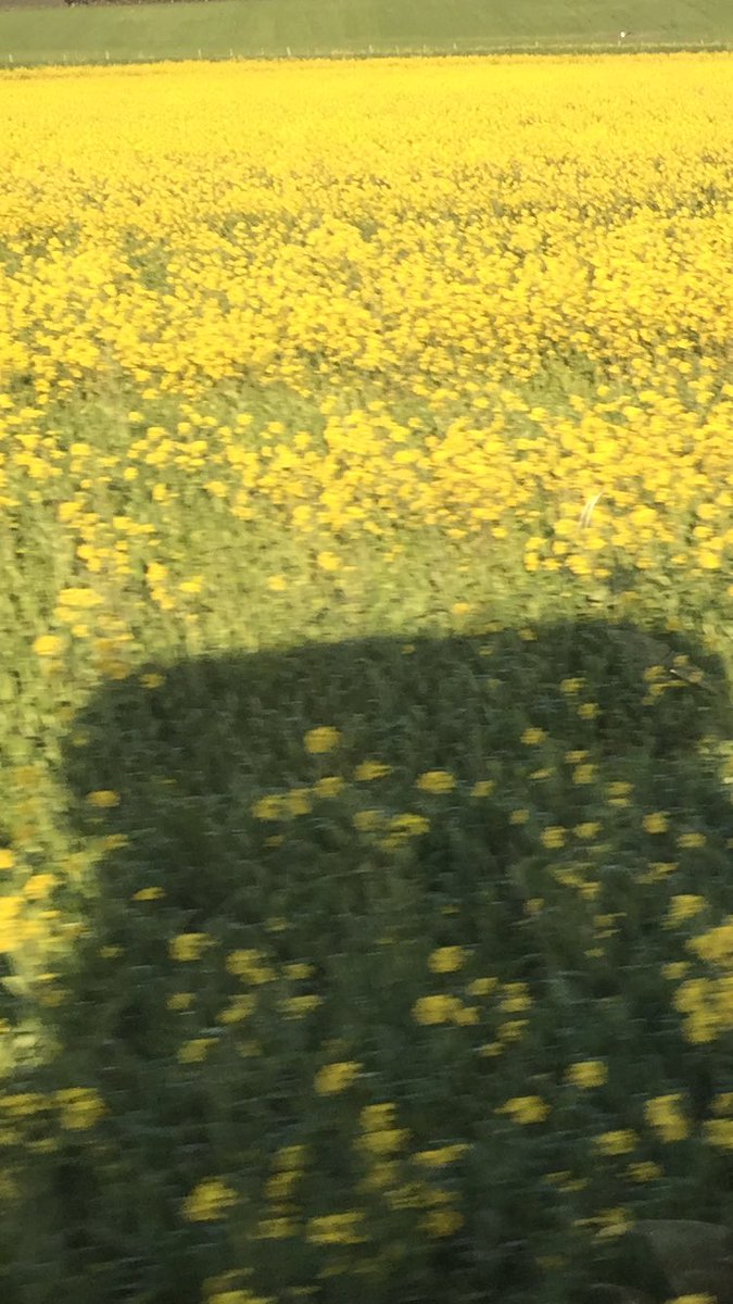 dan_potatoes's tweet image. After frosts, no spray days then a  wet Aug &amp;amp; sept, it was good to get the first broadleaf spray on the wheat😂🤔 #wheatnotcanola #nickoftime