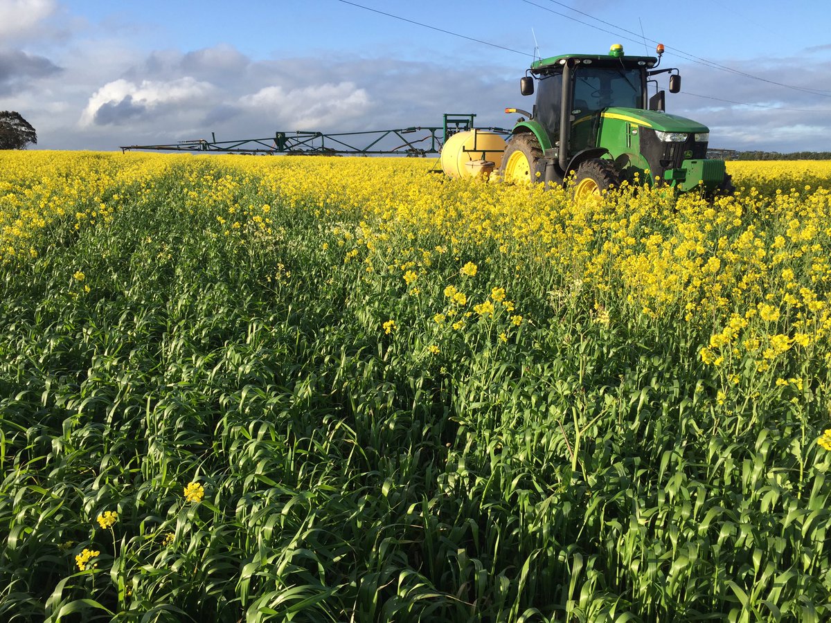 dan_potatoes's tweet image. After frosts, no spray days then a  wet Aug &amp;amp; sept, it was good to get the first broadleaf spray on the wheat😂🤔 #wheatnotcanola #nickoftime