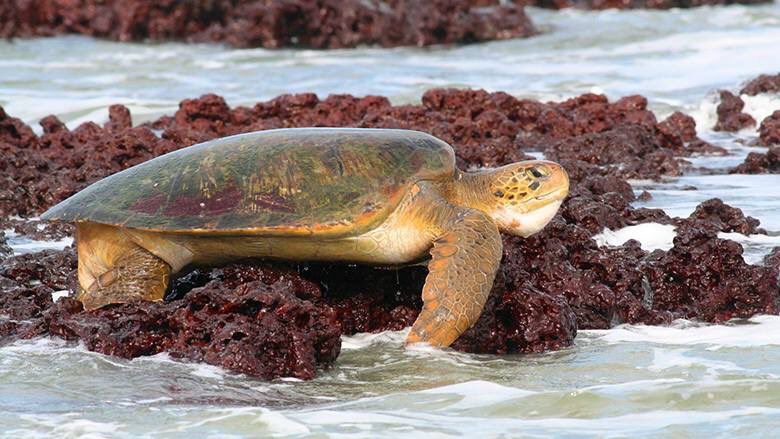 RuDuBarros's tweet photo. Guinea Bissau Islands:
The most important area of spawning of green turtles in the whole of Africa,
30 thousand nests p year are put turtles https://t.co/gMqiL6cj06