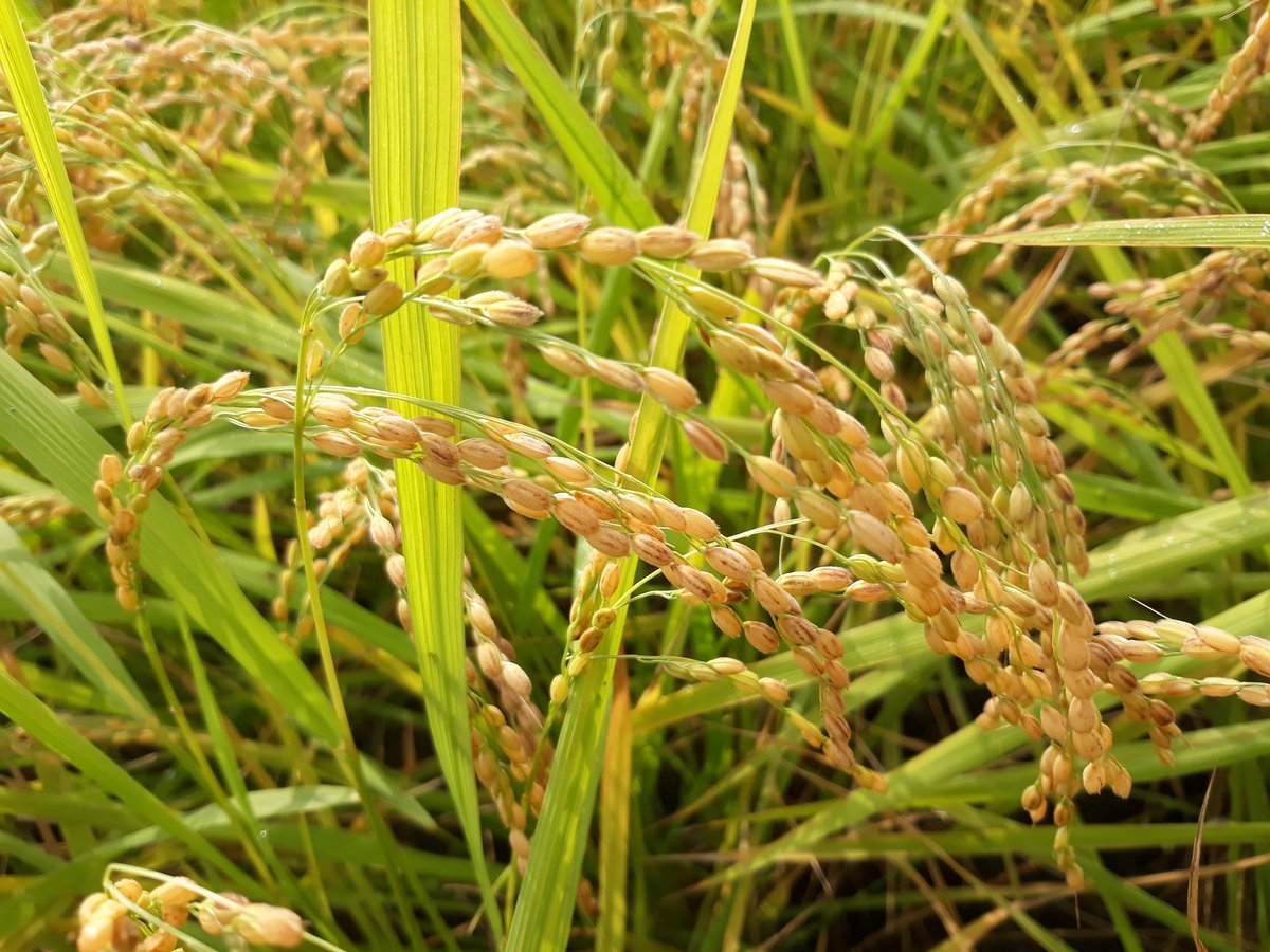 길고도 길었던 봄 가뭄과  지리한 비내림도 잘 버티며 잘 자라준 여주 능서의 이쁜이들이 요즘 시도 때도 없이 내리는 비 때문에 또, 고생하고 있네요. 전 국민의 1% 만이 드실 수 있는 여주 대왕님표 명품쌀 인데요.
