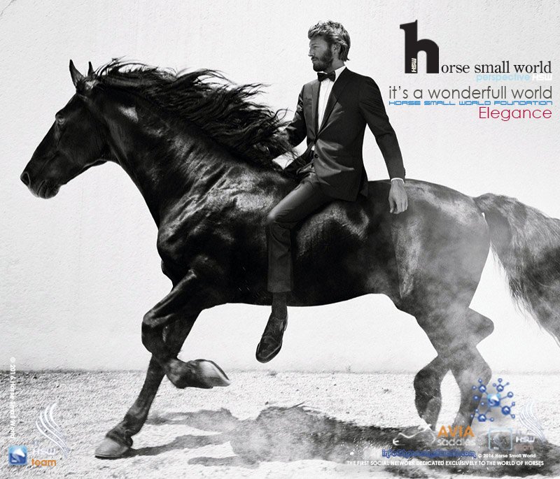 Horsesmallworld's tweet photo. it's a wonderfull world - perspective HSW - HSW Foundation- 2017 - Elegance https://t.co/x6lj8aTgfc