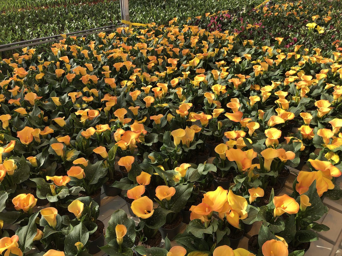 CallaNL's tweet photo. Perfect time of the season for our pumpkin orange #Calla Beatrix 😍 https://t.co/Bj0ZBDrYUx