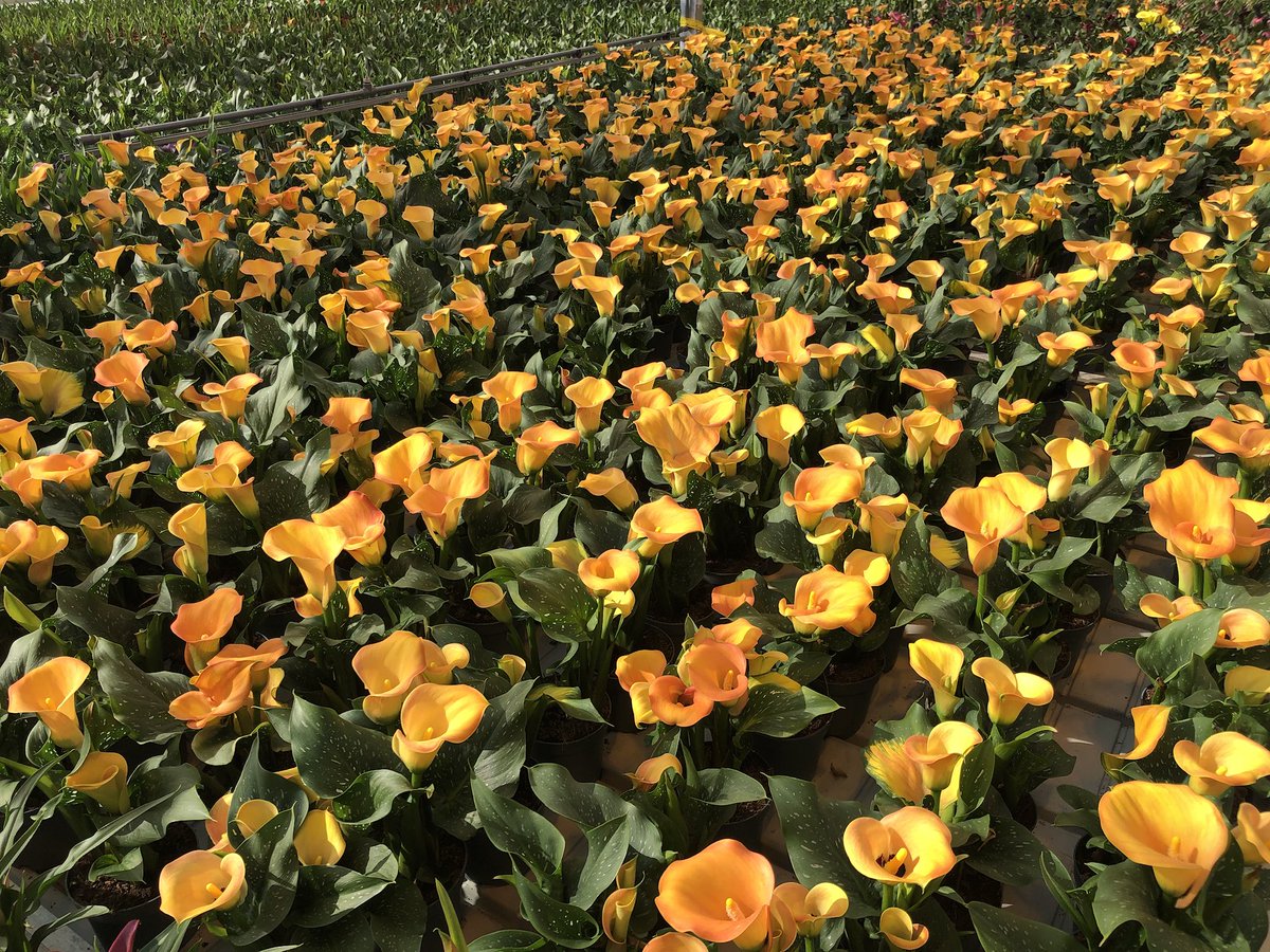 CallaNL's tweet photo. Perfect time of the season for our pumpkin orange #Calla Beatrix 😍 https://t.co/Bj0ZBDrYUx
