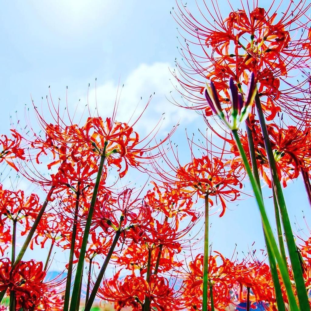 Kotone_JP's tweet photo. もうすぐ、紅葉やね。

#彼岸花 #曼殊沙華 #京都 #京都旅行 #秋 #日本 #町家 #町家ゲストハウス #小都音 #ゲストハウス #kyototrip #kyoto #guesthouse #民宿 #Japan #autumn https://t.co/RDq4LqQyQF https://t.co/mYh7Up1bJs