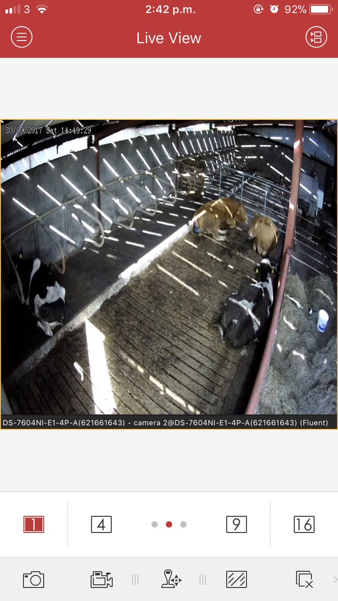 farmingmadire's tweet image. Calving cameras back in full swing😅 #calving17