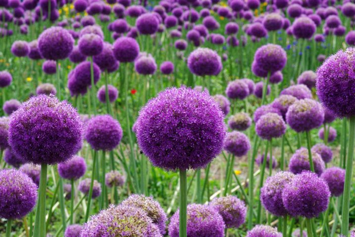 創作に使える花ことば アリウム ギガンチューム 星の形をした小さな花が無数に咲き ボール状の形となる花 花言葉は 無限の悲しみ 花言葉 花ことば