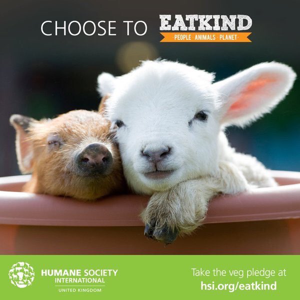 humaneworlduk's tweet photo. Happy #WorldVegetarianDay Be kind and choose to  #EatKind for animals, people &amp; planet 🌎🐷🐮🐔🐰RT to spread the ❤️ https://t.co/1gDeto8BNv