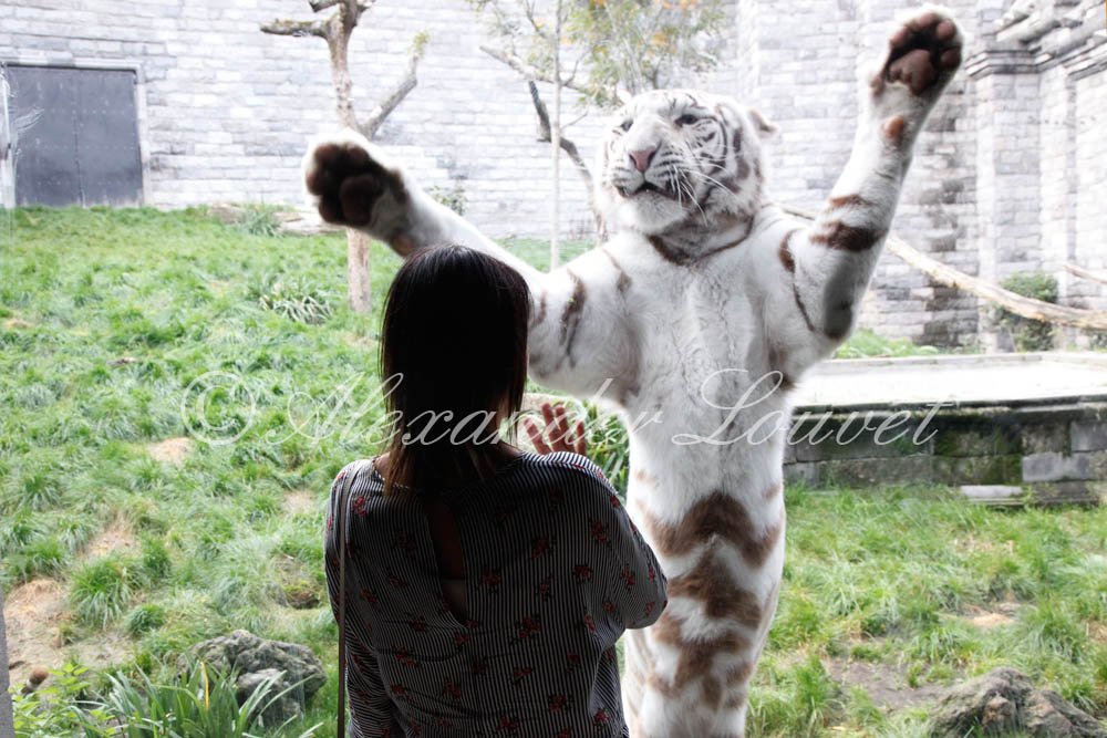 Powershoots's tweet photo. @Powershoots @PowershootsTV #PairaDaiza "The #beauty & #thebeast - #WhiteTiger #Love is #dangerous" #majesty by https://t.co/dAaAuSARLN https://t.co/QSzobRSjtY