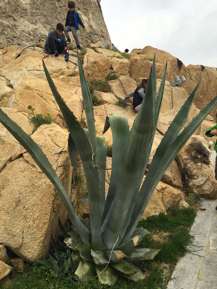 Instamamme's tweet photo. Scopriamo insieme alla nostra guida la varietà delle specie vegetali dell'Elba! #ElbaActive17 #blogtour https://t.co/0emZUtWNYR