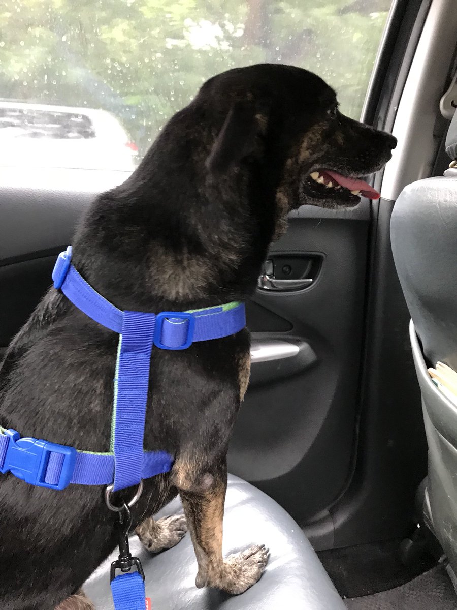 deweytheaspin's tweet photo. Time to go to the mall with mum. 😀🐶 #deweytheaspin #southiedog #adoptdontshop #rescued #aspin #metropets #wheninmanilapets https://t.co/5hVyLPLowc