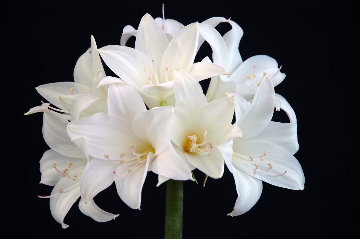 ベラドンナリリーのブーケです