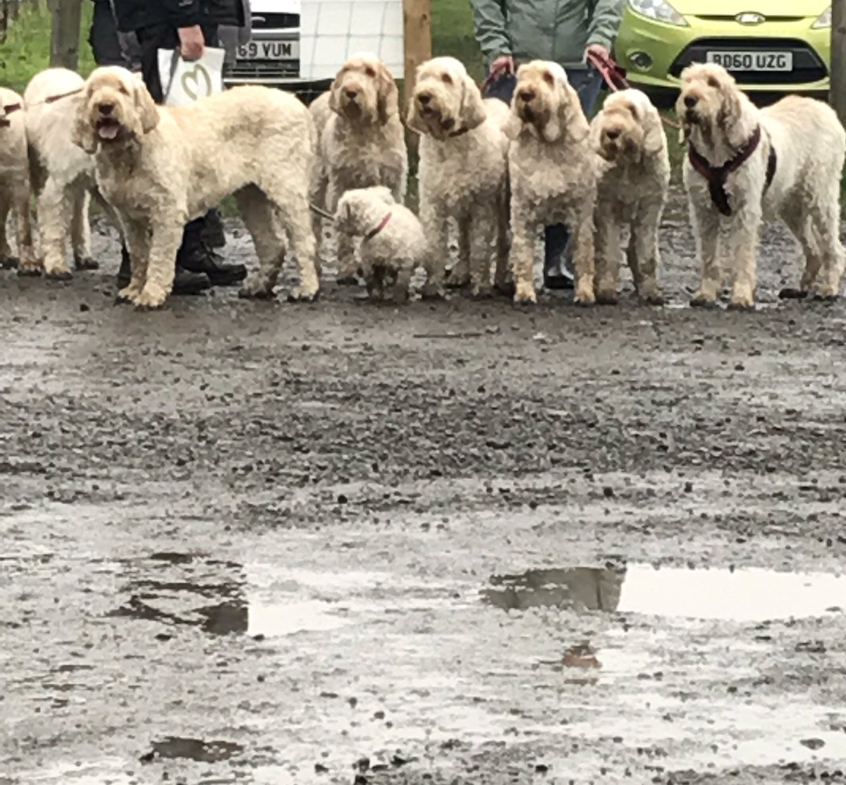 🐶🐶🐶🐶🐶🐶🐶 and mud. Sunday Volunteering ❤️ <a href="/HHHomecare/">Herriot Hospice Homecare</a>