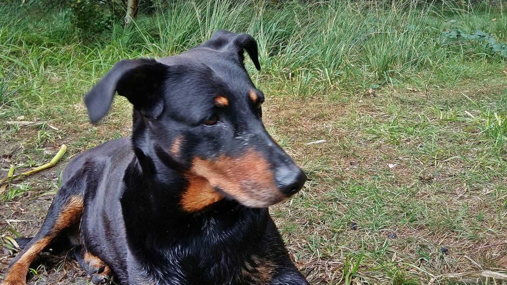 ursaabt's tweet photo. Nelly, meine kleine Kämpferin.. https://t.co/7M6Ngehfzh https://t.co/vmCVeAV4eG