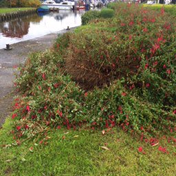 The bushes have started being attacked by the bush monster at #sawleylock. It's close to the end of season.