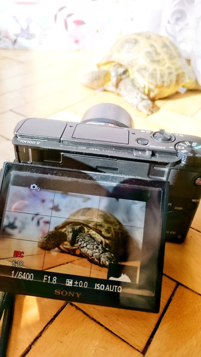 I thought I'll make a video of my wife's turtle in slow motion.  Then it hit me...